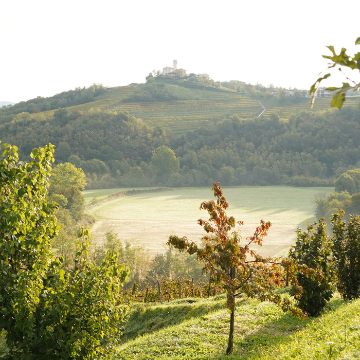 Canus - Ribolla Gialla Brut Colli Orientali del Friuli cl 75