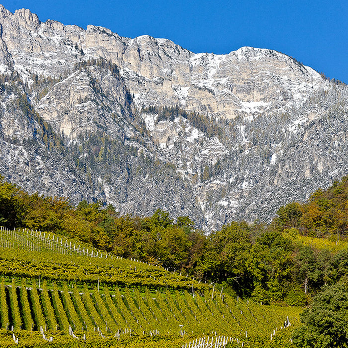 Cantina Tramin - Müller-Thurgau DOC Alto Adige cl 75